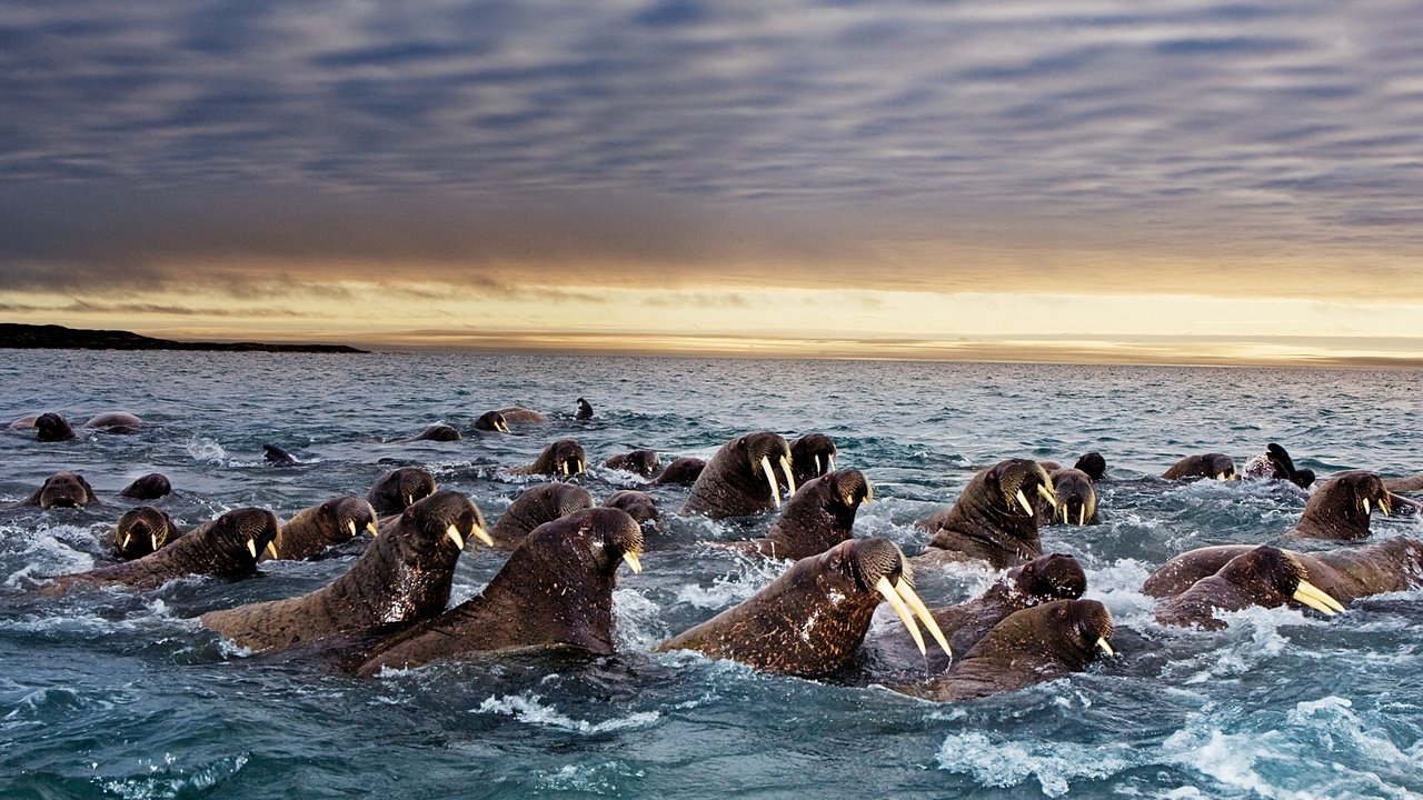 Great Migrations İzle