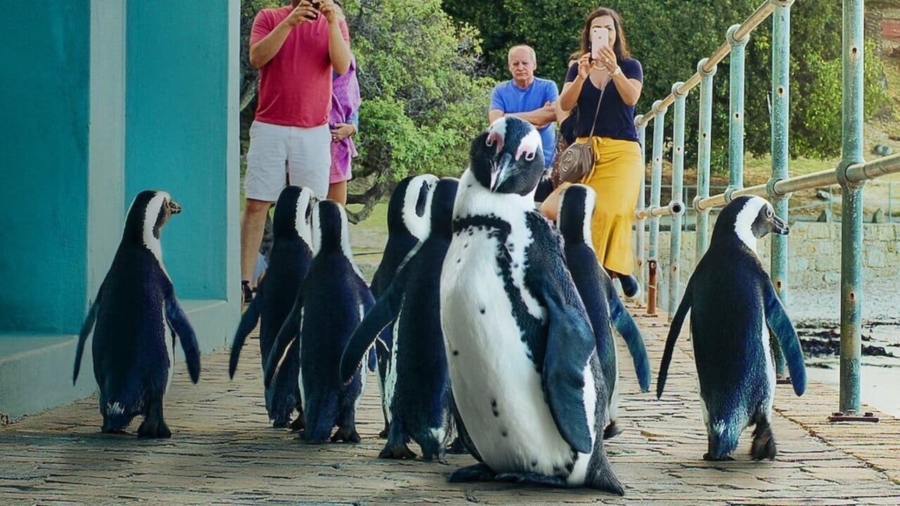 Penguin Town İzle