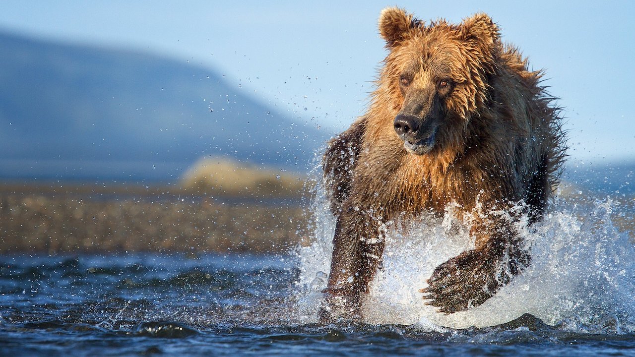 The Hunt İzle